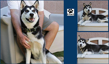 Adopt-A-Pet